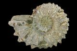 Bumpy Ammonite (Douvilleiceras) Fossil - Madagascar #134183-1